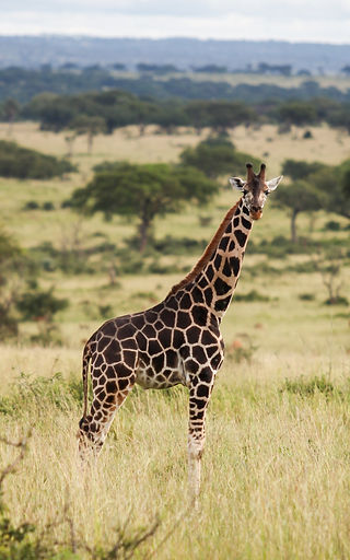 Conservation efforts in Uganda