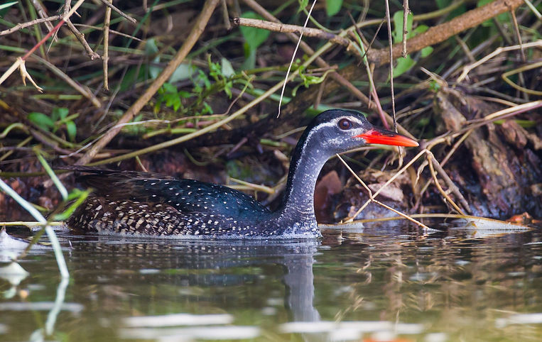 Uganda - African Finfoot (1).jpg
