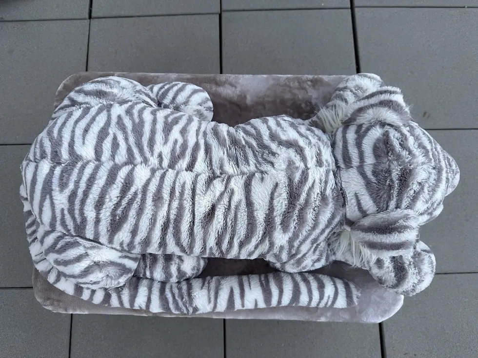 Thumbnail: SACHA SNOW TIGER