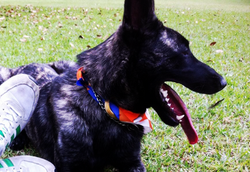 12742375_10207754012381859_3822364529142292203_n_edited_edited