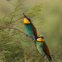 צילום בעלי חיים - איתמר תעוז