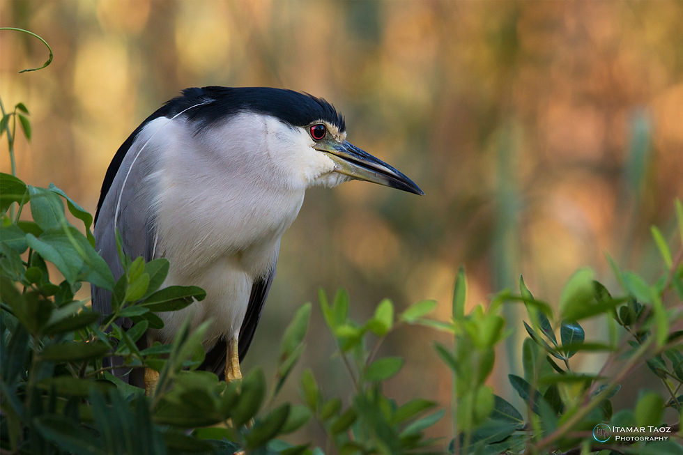 צילום ציפורים