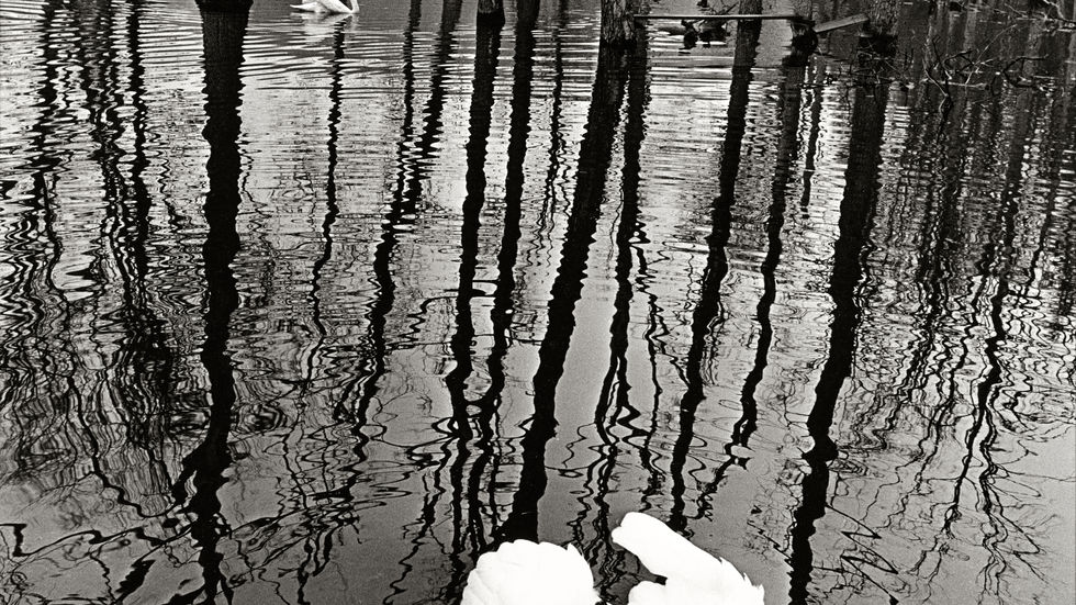 7b. Swans-Master.jpg