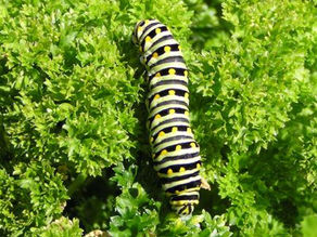 Parsley