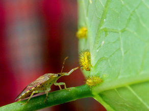 Spined Soldier Bug