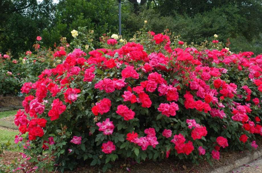 Red Roses Texas Roses Can Grow in West Texas