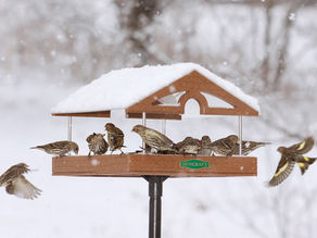 For the Birds
