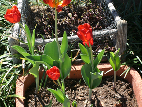 Spring is Right Around the Corner