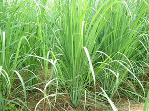 Lemongrass