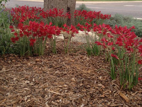 School House Lilies