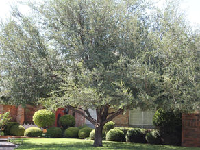 Choosing a Thriving Tree