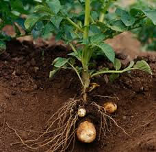 Time to Plant Potatoes