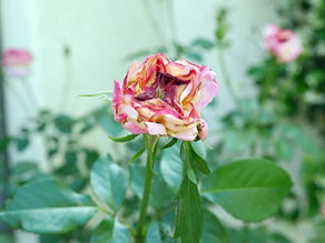Pests on Roses