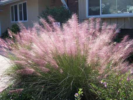 Ornamental Grasses