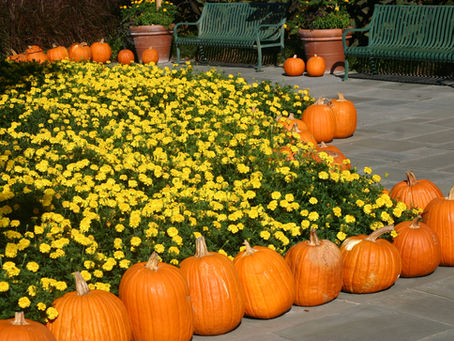 Want Pumpkins? Plant Now!