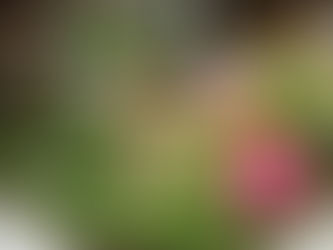 Do You Have a Fairy in Your Garden?