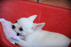 Sebastian/ Juliana - SP