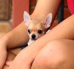 Victor Hugo/ Edgar - SP