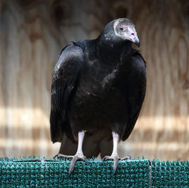 FC Turkey Vulture 1.jpeg