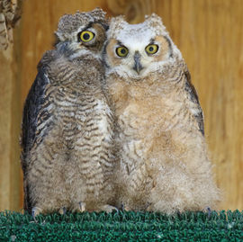 Great Horned Owl 7.jpeg