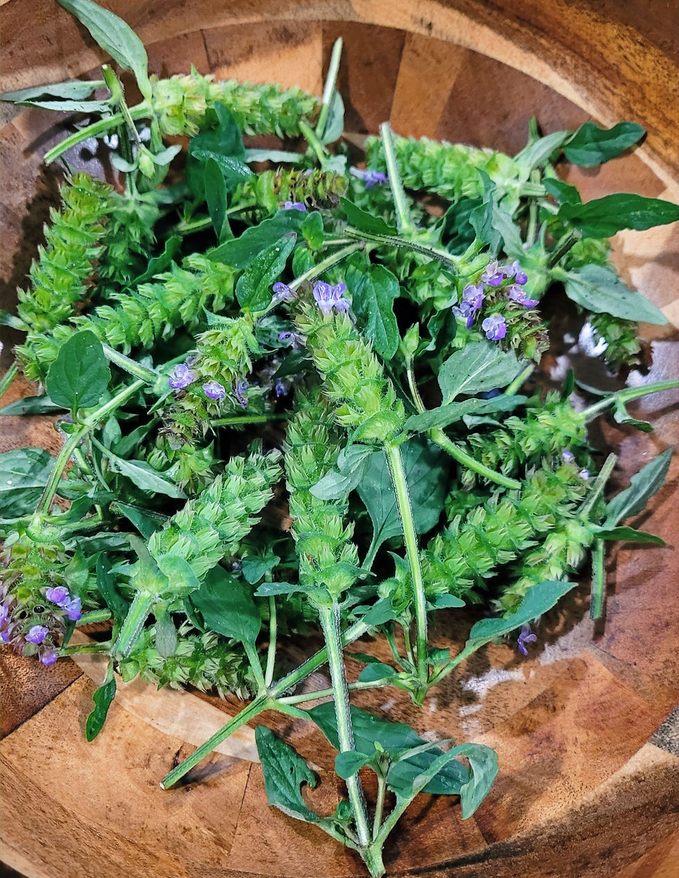 Prunella Vulgaris