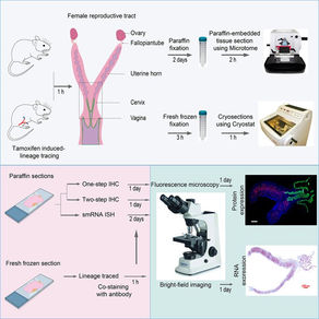 Our Protocol for organ wide RNA and protein spatial analysis in FRT is live at STAR Protocols