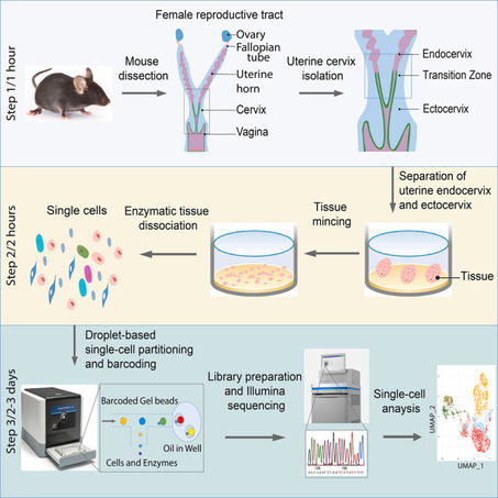 Our protocol for isolation of high-quality single cells from FRT is live at STAR