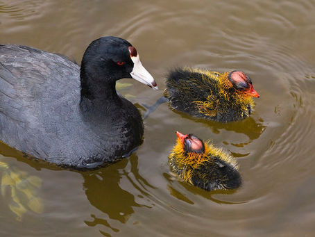 American Coots: Seriously, not a duck!