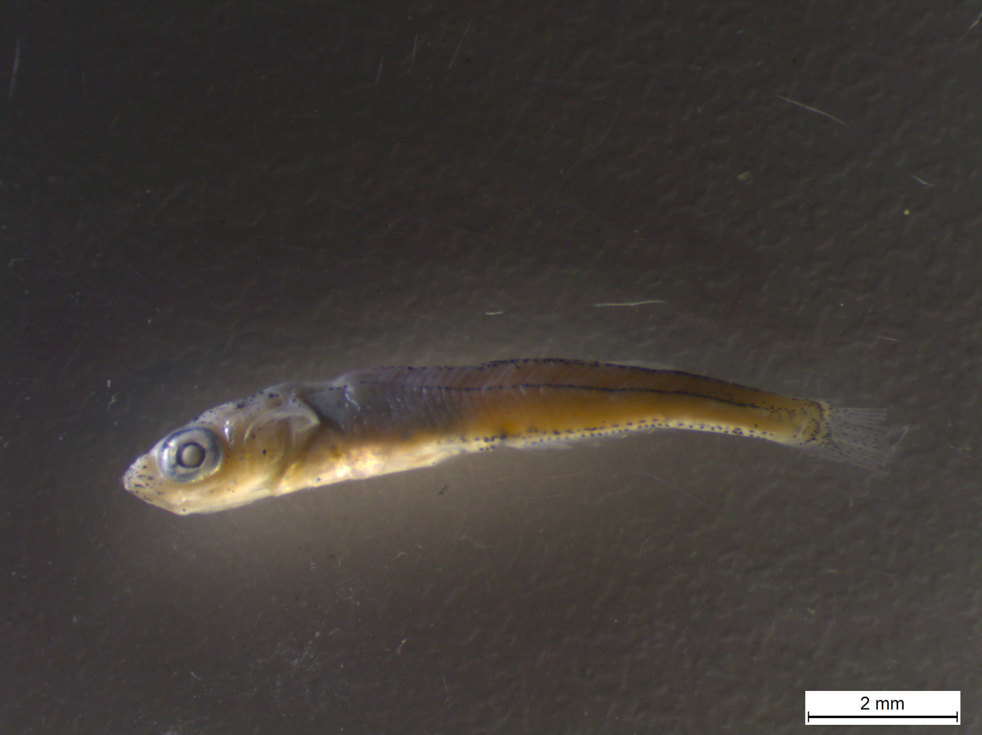 Fish larva