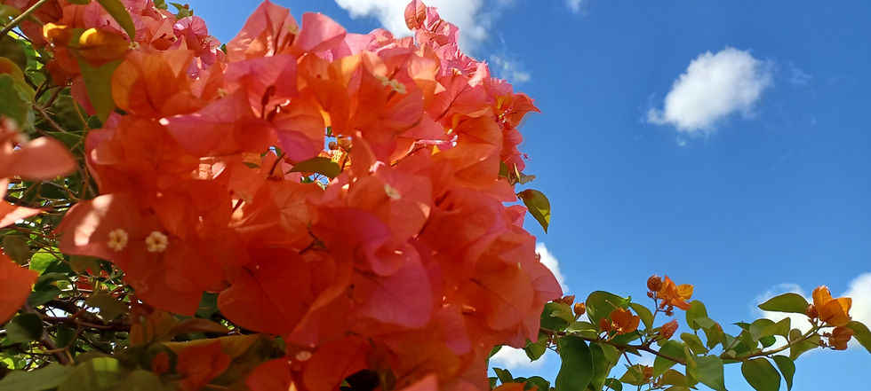Resized_20220907_102459_edited.jpg