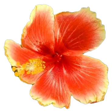 Love Incorruptible Hawaii Hibiscus Flower