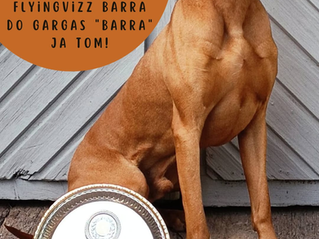 Vuoden nuori vizsla 2025 on Flyingvizz Barra Do Gargas ¨Barra¨