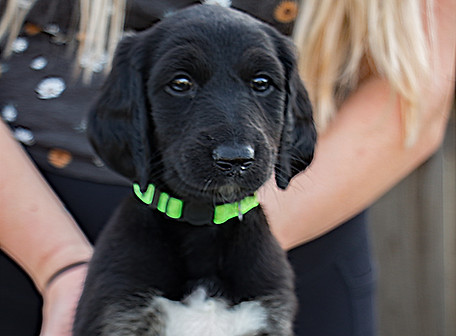 Lime Green Front1.jpg