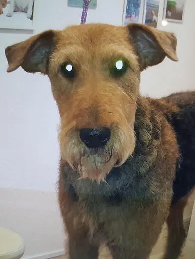 Hundepflege Fur Kleine Und Grosse Hunde Koln Hundefriseur Koln Hundepflege Koln