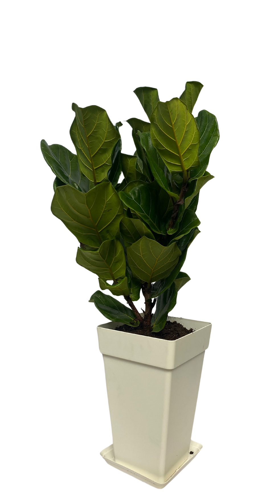 Miniatura: Ficus lyrata