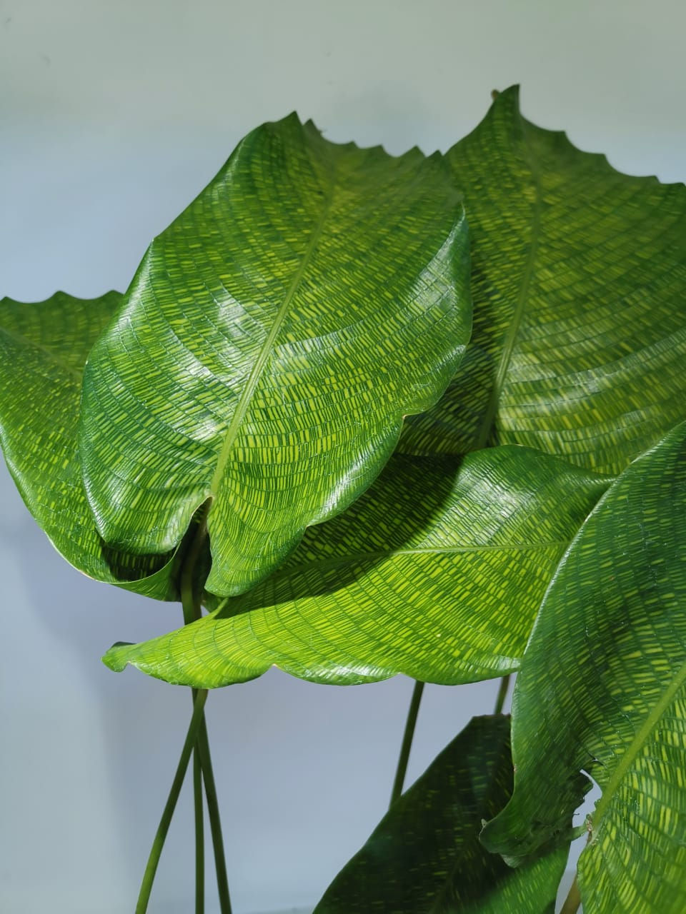Calathea Network