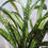 Miniatura: Aspidistra