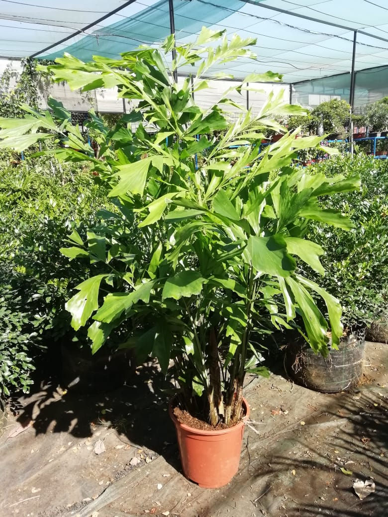 Palmera Cola de Pez