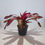 Miniatura: Bromelias