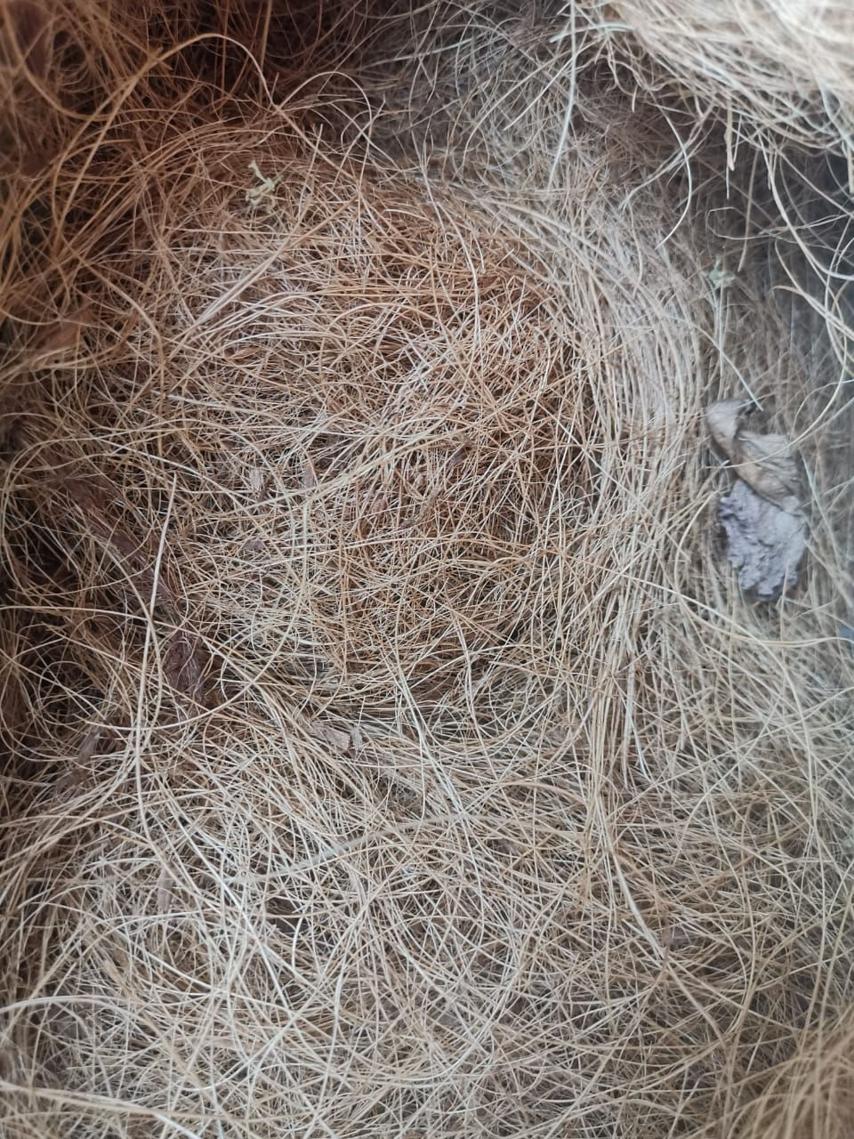 Miniatura: Productos de Coco