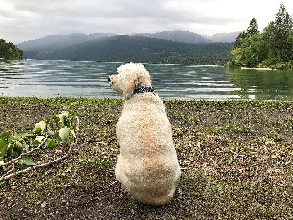 Butters the poofy poodle-esque mutt sitting patiently on the shores of Whitefish Lake near Great Falls, Montana. His rump is fluffy and magnificent