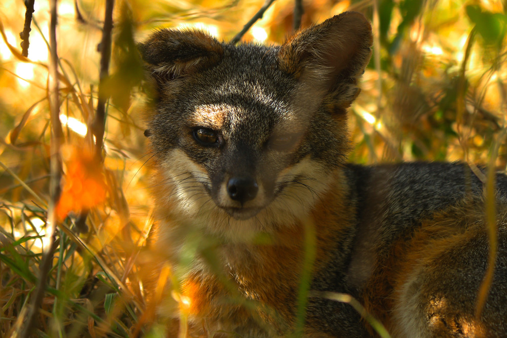 An absolutely adorable Island Fox grins for the camera. The shot is a close-up, with the red, brown, and white fur of the fox clearly visible as he hides in the underbrush