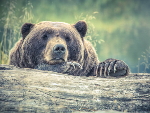 All About Bears