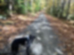 The best dog in the world (not biased at all), Milo is a pit bull / boxer mix waiting patiently for his Dad to follow him through a trail in Green Mountains National Forest in southern Vermont