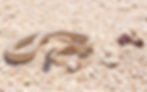 A dusty rattler in a dusty desert