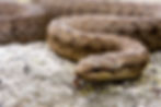 A snake snakes his way across the grey rocks, snaking to the beat of his own drum