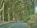 Eucalyptus trees line Highway 1 outside Point Reyes on the California coast
