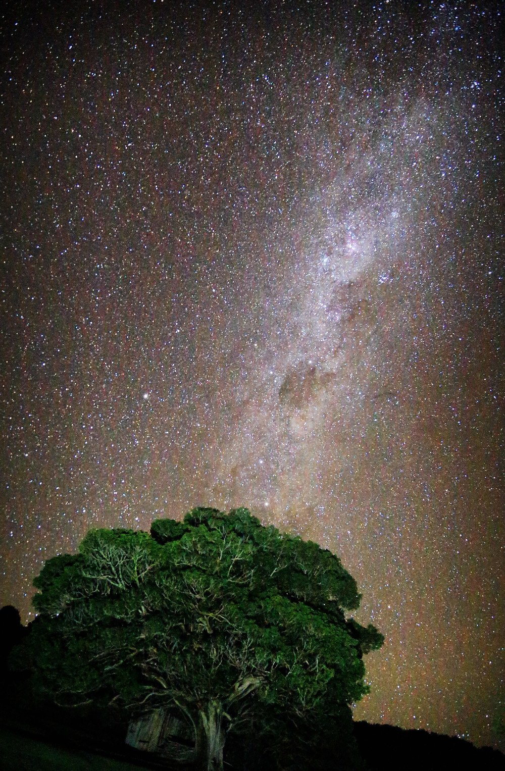 A brilliant starscape and the galactic cloud of the Milky Way looming over a lone tree