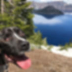 Kal-El the black pitbull with a white stripe down his nose smiles for the camera as he stands on the shoreline of beautiful crystal blue Crater Lake in Oregon.
