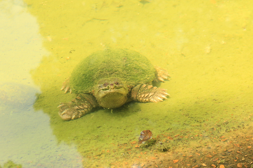 A turtle buddy crawling underwater in Bayou Sauvage, Louisiana. He looks a bit mossy, but generally happy to see us